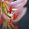 Macro pink lily with prominent orange stamens