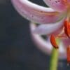Close-up pink lily with orange stamens