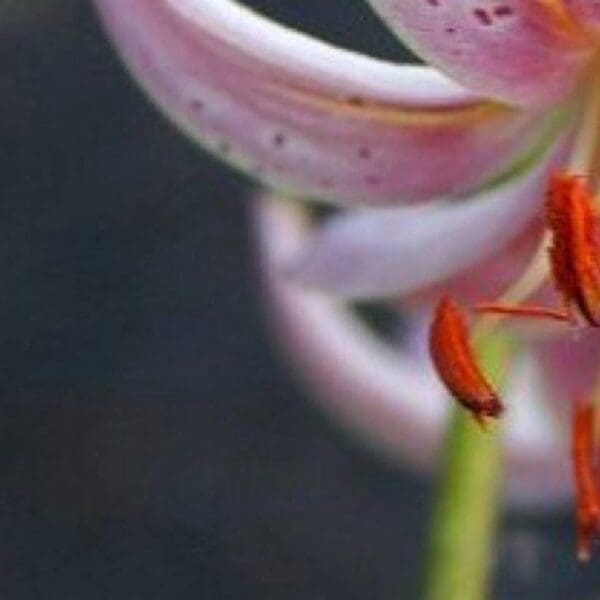 Close-up pink lily with orange stamens