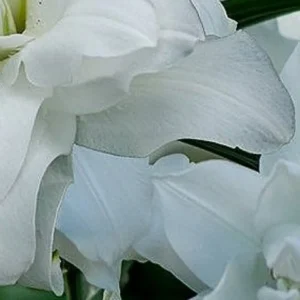 Layered white petals forming soft folds
