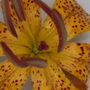 A close up of the center of a yellow flower.