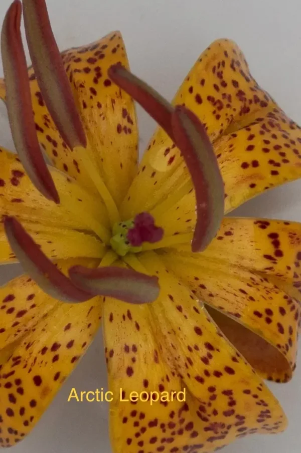 A close up of the center of a yellow flower.