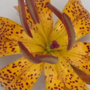A close up of the center of a flower.
