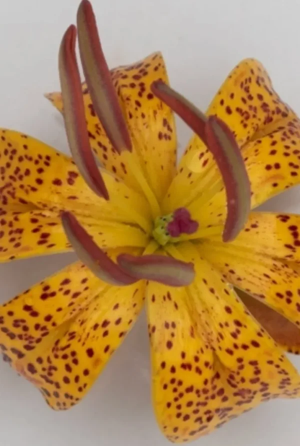 A close up of the center of a flower.