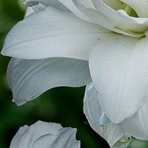 A close up of the petals on a white flower.