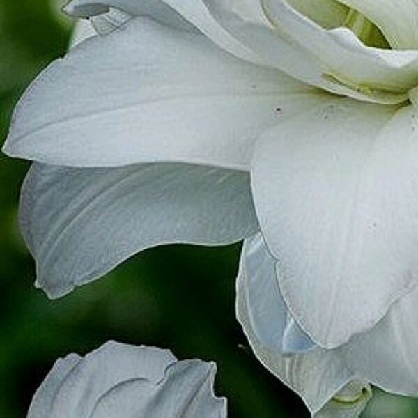 A close up of the petals on a white flower.