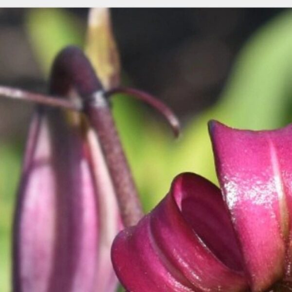 Close-up of pink curled flower petal