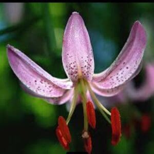 Recurved pink lily with red stamens