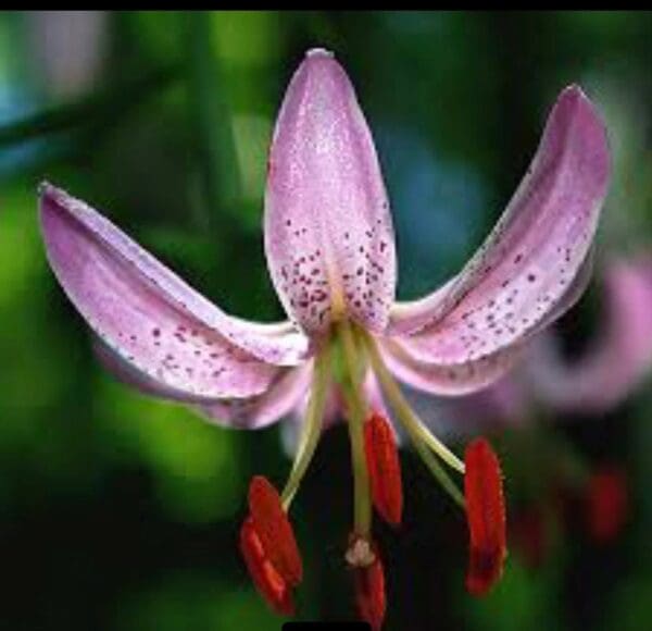 Recurved pink lily with red stamens