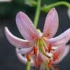Pink lily with orange stamens close-up