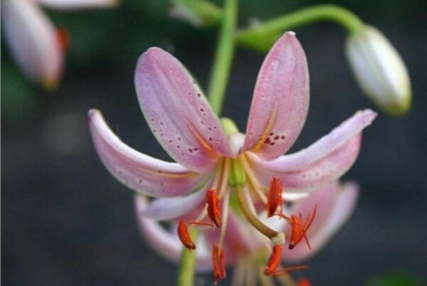 Pink lily with orange stamens close-up
