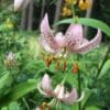 Pink spotted Turk's-cap lilies with orange anthers