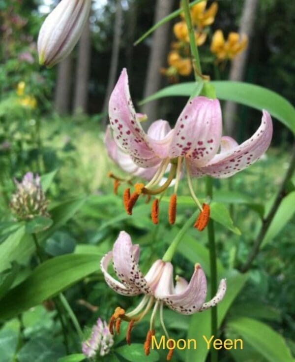 Pink spotted Turk's-cap lilies with orange anthers