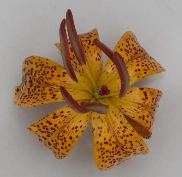 A yellow flower with red spots on it.