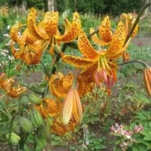 Orange spotted tiger lilies in garden