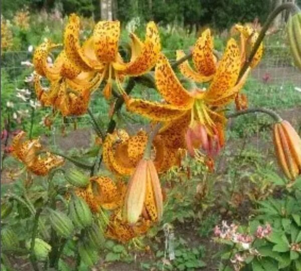 Orange spotted tiger lilies in garden