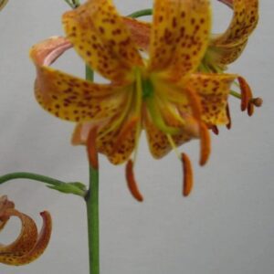 Close-up orange spotted tiger lily bloom