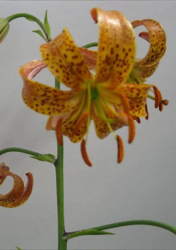 Close-up orange spotted tiger lily bloom