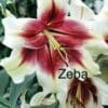 A close up of the flowers with the word " zebra " written on them.