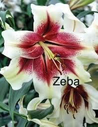 A close up of the flowers with the word " zebra " written on them.