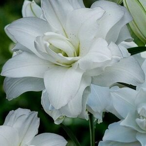 A close up of some white flowers