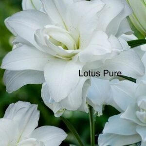 A close up of some white flowers with the words " lotus pure ".