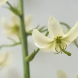 Close-up pale white flower with green stem