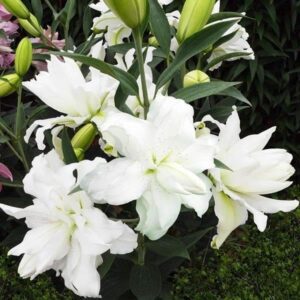 Frilly white double lilies with green buds