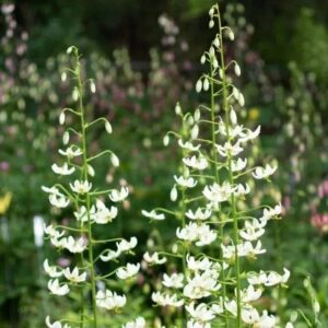A close up of some white flowers in the grass