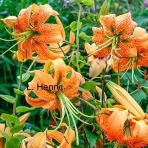 Spectacular Species Division IX