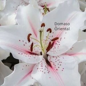 Outrageous Oriental Lilium. Division VII
