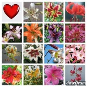 Collective Compendium (all divisions arranged in color catalogues) FIND YOUR COLOR- FIND YOUR FLOWER