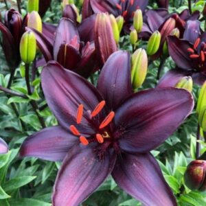 Cluster of dark maroon lilies with green buds