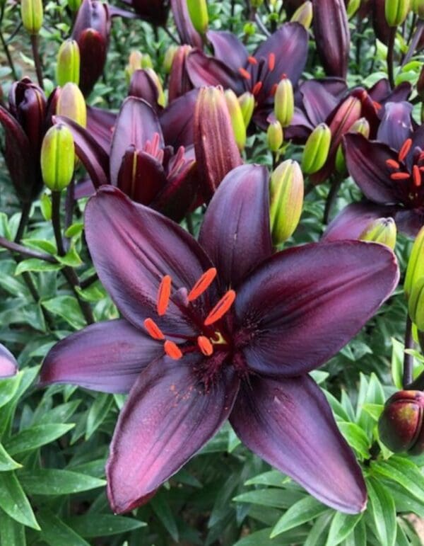 Dark purple lily in full bloom.