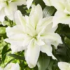 White Asiatic lily flower in bloom.