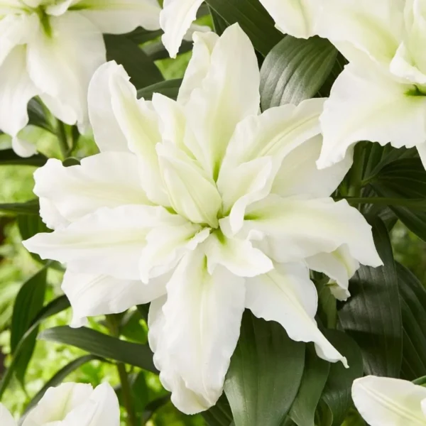 White Asiatic lily flower in bloom.