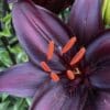 Dark purple lily in full bloom.