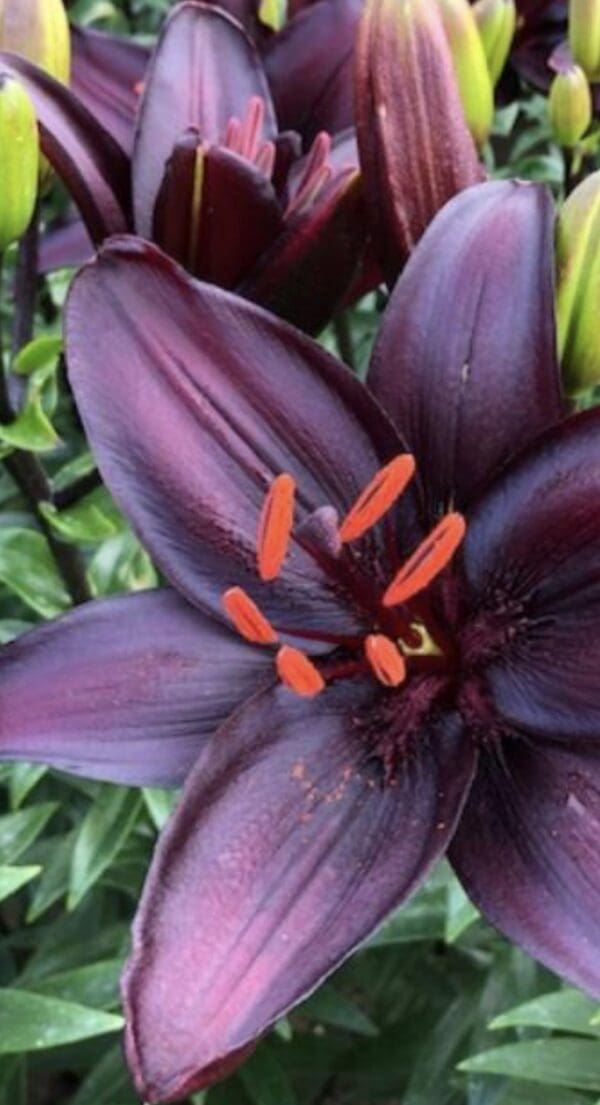 Dark purple lily in full bloom.