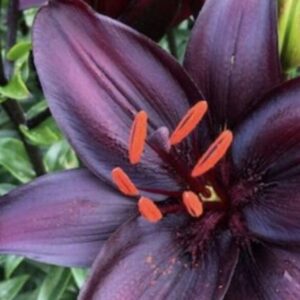 Deep burgundy Asiatic lily with orange stamens