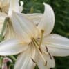 White lily flower with green background.