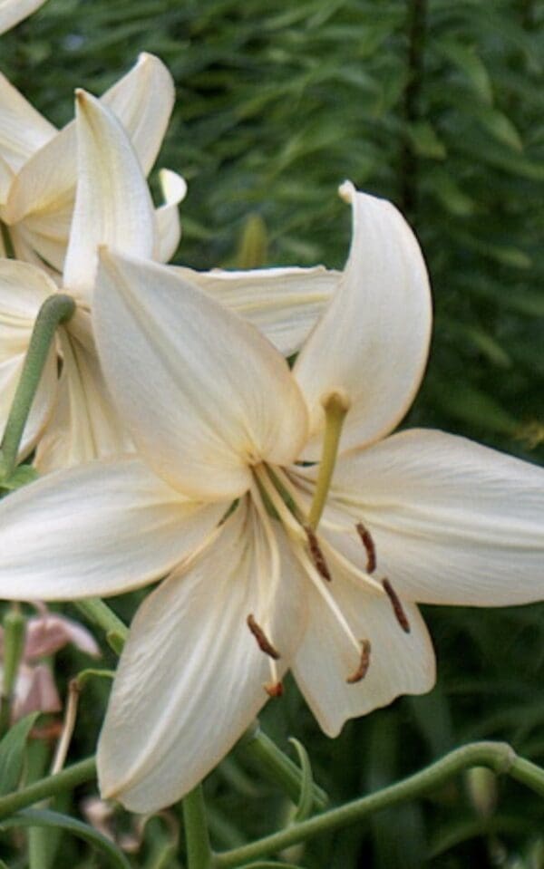 White lily flower with green background.