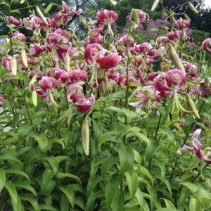 Cluster of recurved pink lilies in garden border