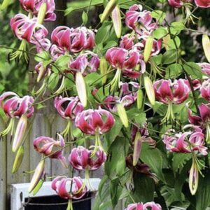 Pink lilies beside a welcome sign.