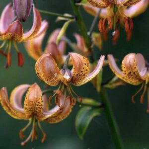 Pink and orange spotted lilies in bloom.