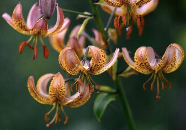Pink and orange spotted lilies in bloom.