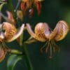 Orange speckled flowers with curved petals.