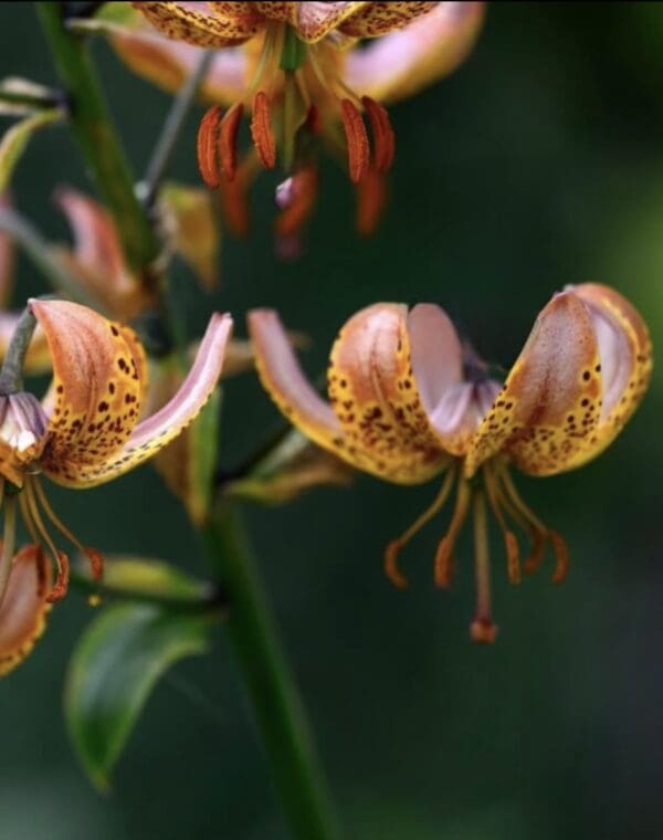 Orange speckled flowers with curved petals.