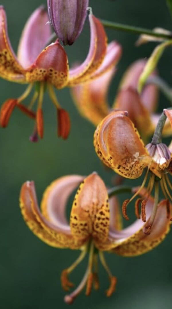 Orange and pink lilies in bloom.