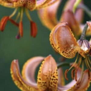 Orange and pink lilies in bloom.