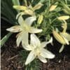 White lilies blooming in a garden bed.
